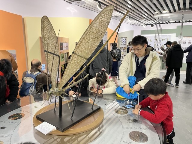 中小学生在昆虫博物馆临摹昆虫标本